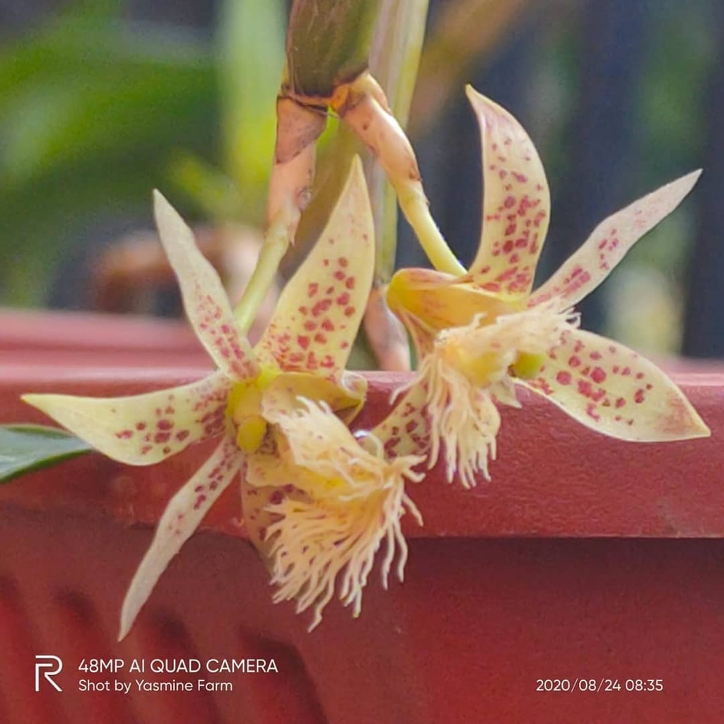 anggrek flicking tulang berbungan wangi
