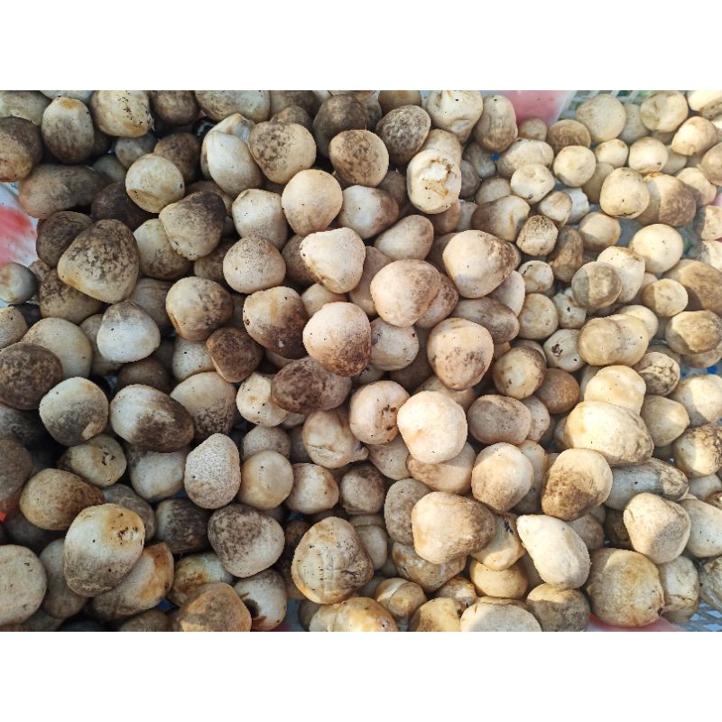 Jamur Merang 1 Kg fresh.