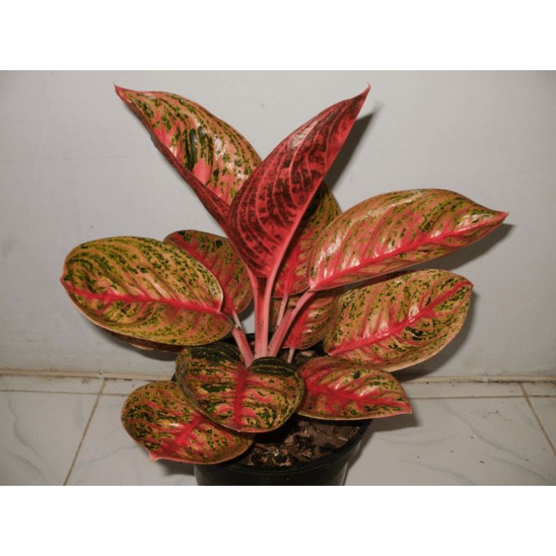 Tanaman hias Aglaonema Widuri - aglonema - aglo