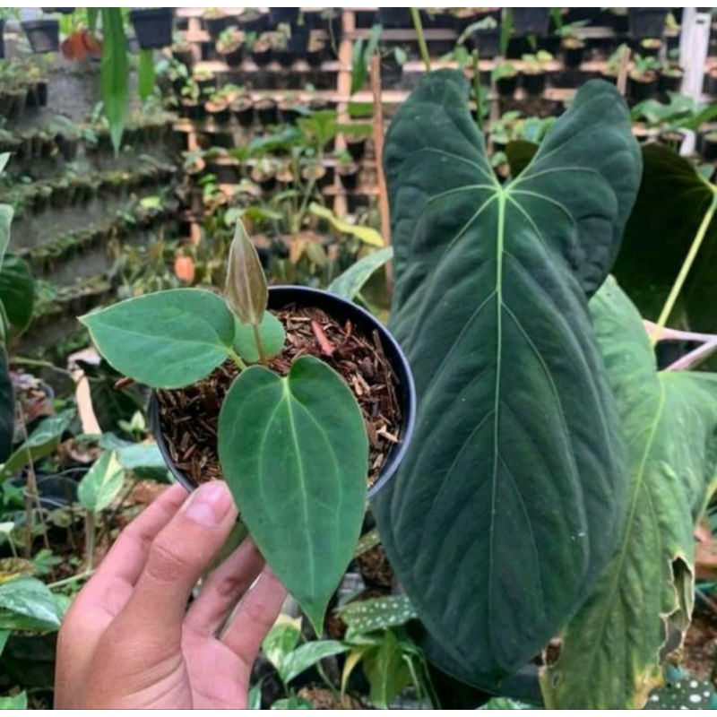 anthurium fortsherman/dark mama