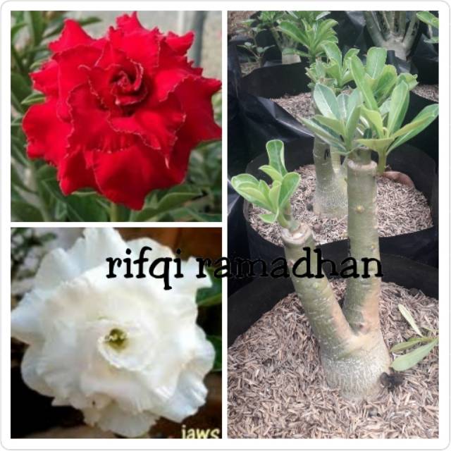 Bibit bunga kamboja 1 pohon 2 macam warna