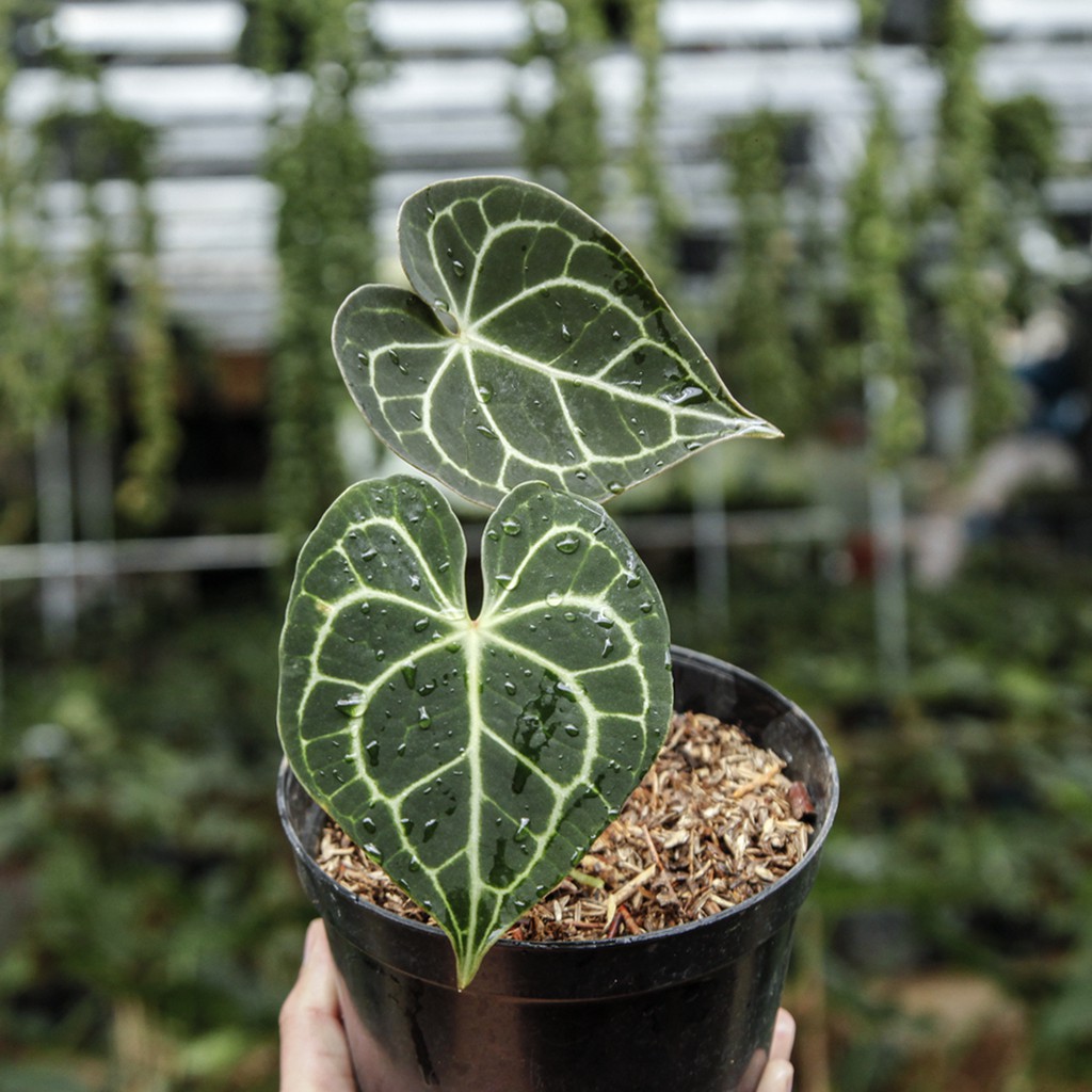 Anthurium Clarinervium