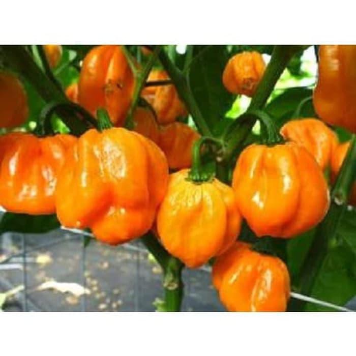 Jual Bibit Benih Biji Cabe Bahamian Goat Hot Pepper Cabe Pedas Benih Biji Tanaman Cabe Bahamian