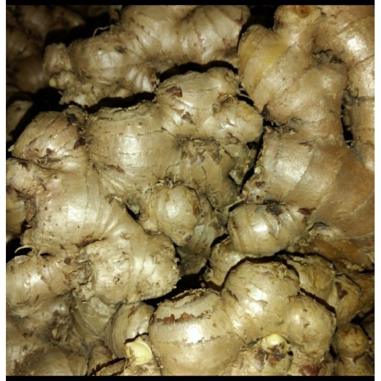 

Jahe Gajah, Jahe putih 1kg bisa buat bibit