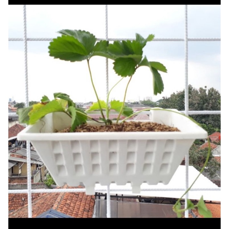 pot argo 02, panjang 25 cm, pot dinding, pot tempel tanaman merambat