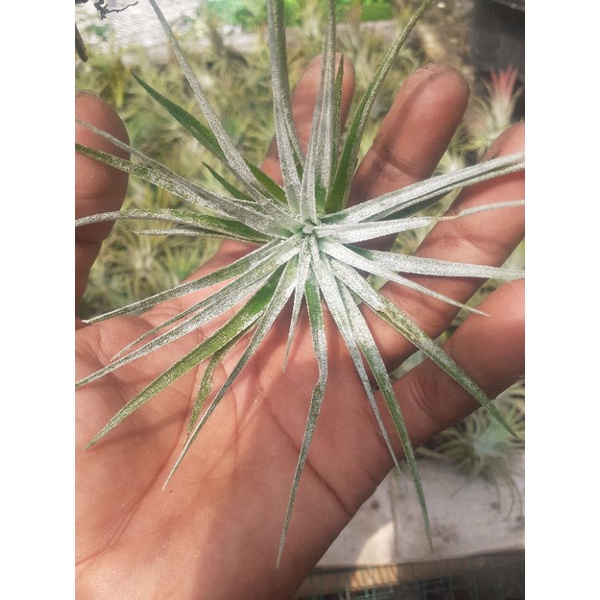 tillandsia houston candy anak