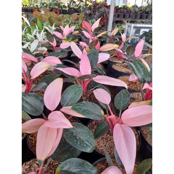 Tanaman Phillo Kongo Pink / Pink Kongo Plant / Philodendron Pink Congo