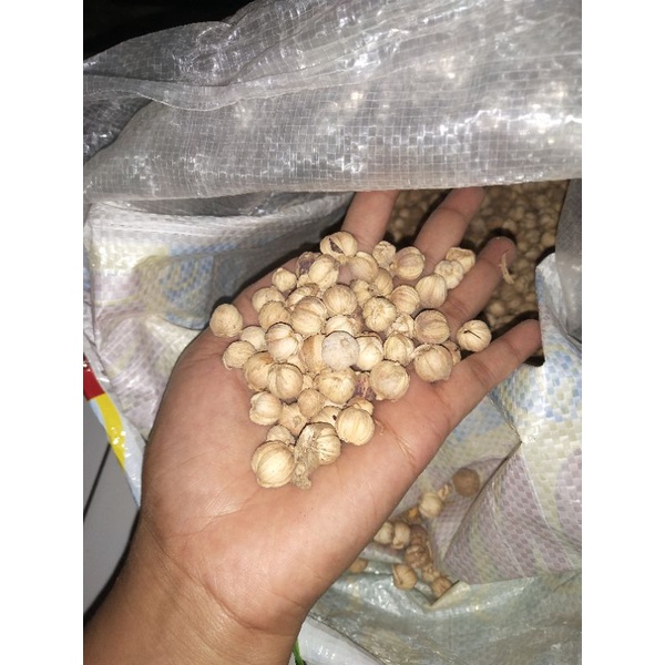 

kapulogo kering kemasan 100 gr