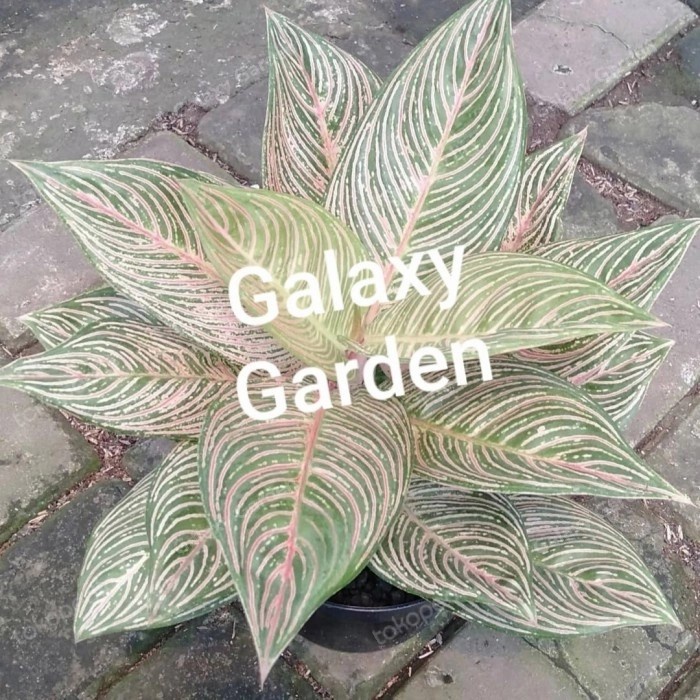 Bibit bonggol aglonema Golden hope