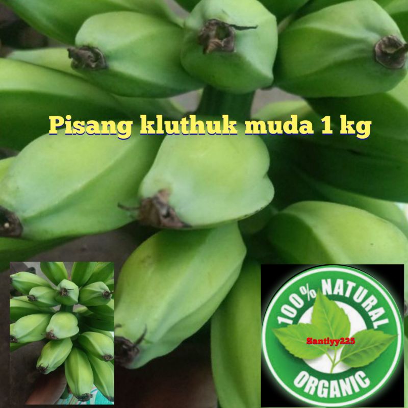 

jual Pisang batu muda 4 kg segar