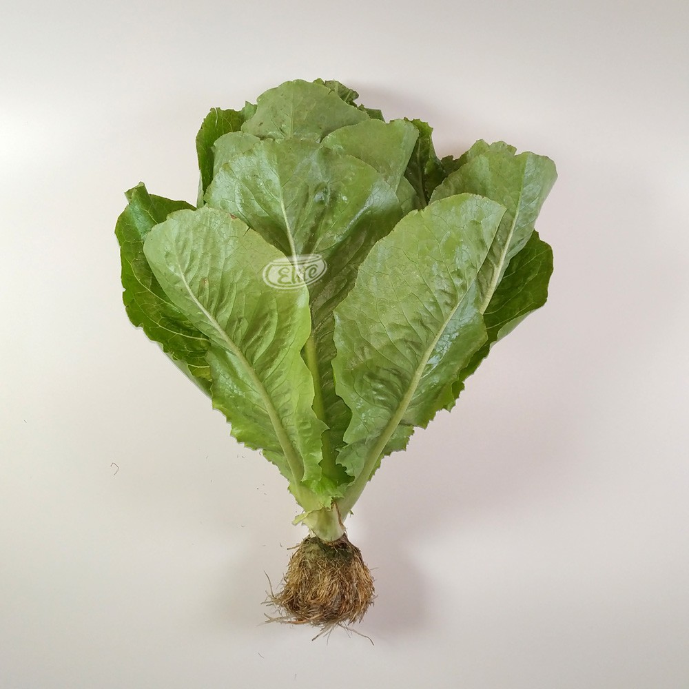 Sayur Hidroponik - Romaine Lettuce/Selada Bistik/Selada Cos