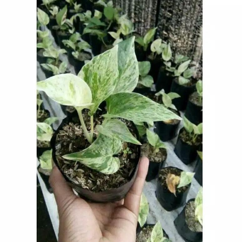 BRANDS FESTIVAL SIRIH GADING VARIGATA/RIMBUN/SIRIH GADING/COD/FREE/SIRIH/VARIGATA/SIRIH GADING PUTIH