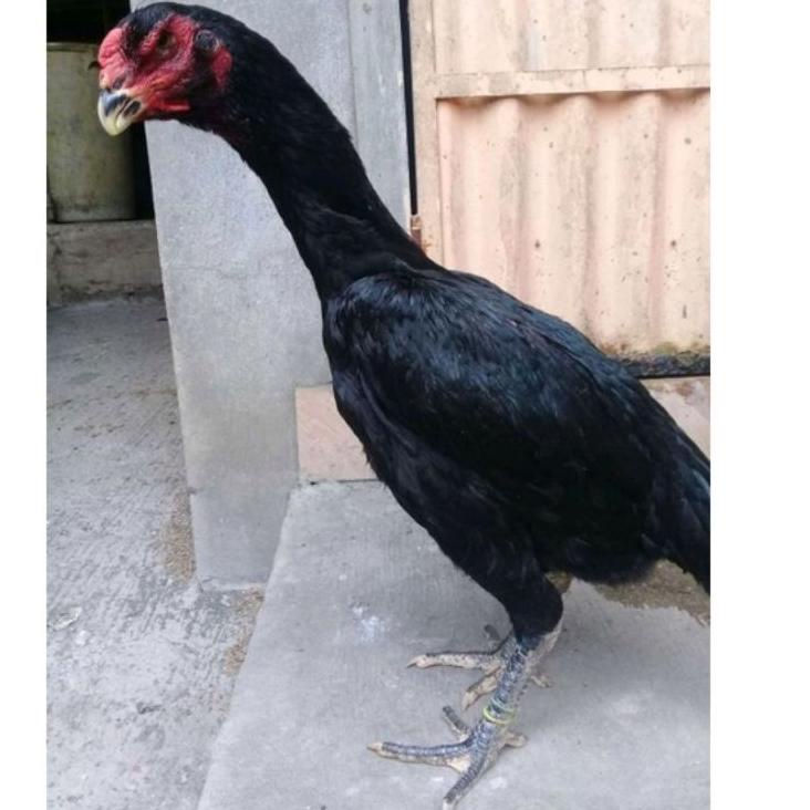 [PRODUK GKGYZ] telur fertil ayam oshamo 09R