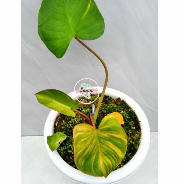 HOMALOMENA RUBESCENS VARIEGATA VARIGATA VARIEGATED