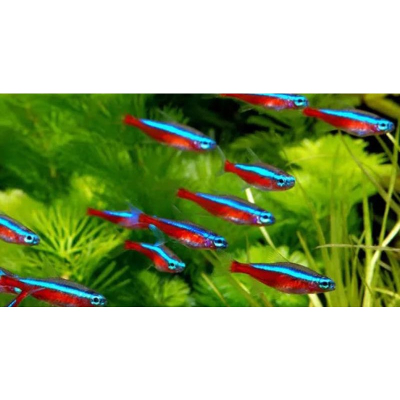 ikan neon / cardinal tetra