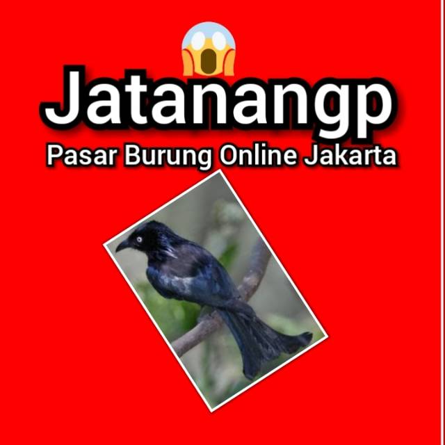 Awar Awar Mata Putih Shopee Indonesia