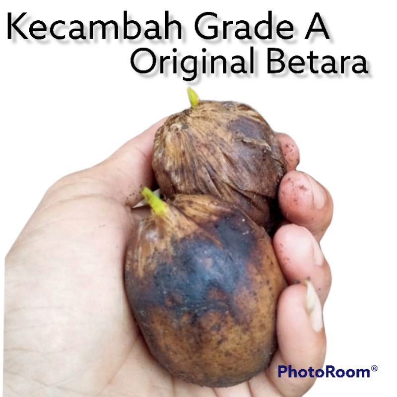 Bibit Pinang kecambah Betara Grade A