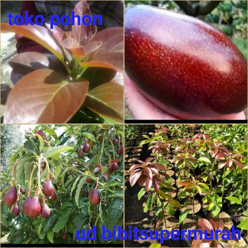 

apokat RED VETNAM murah