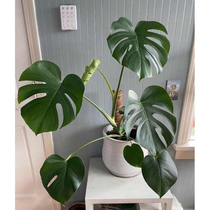 TANAMAN HIAS MONSTERA DELICIOUSA - PHILODENDRON MONSTERA TANAMAN HIAS INDOOR