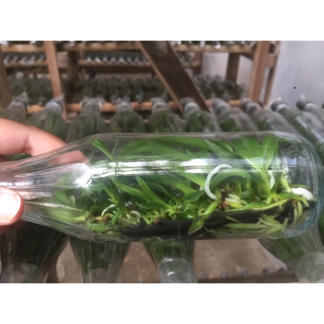 Anggrek Botol Cattleya Siap Aklim