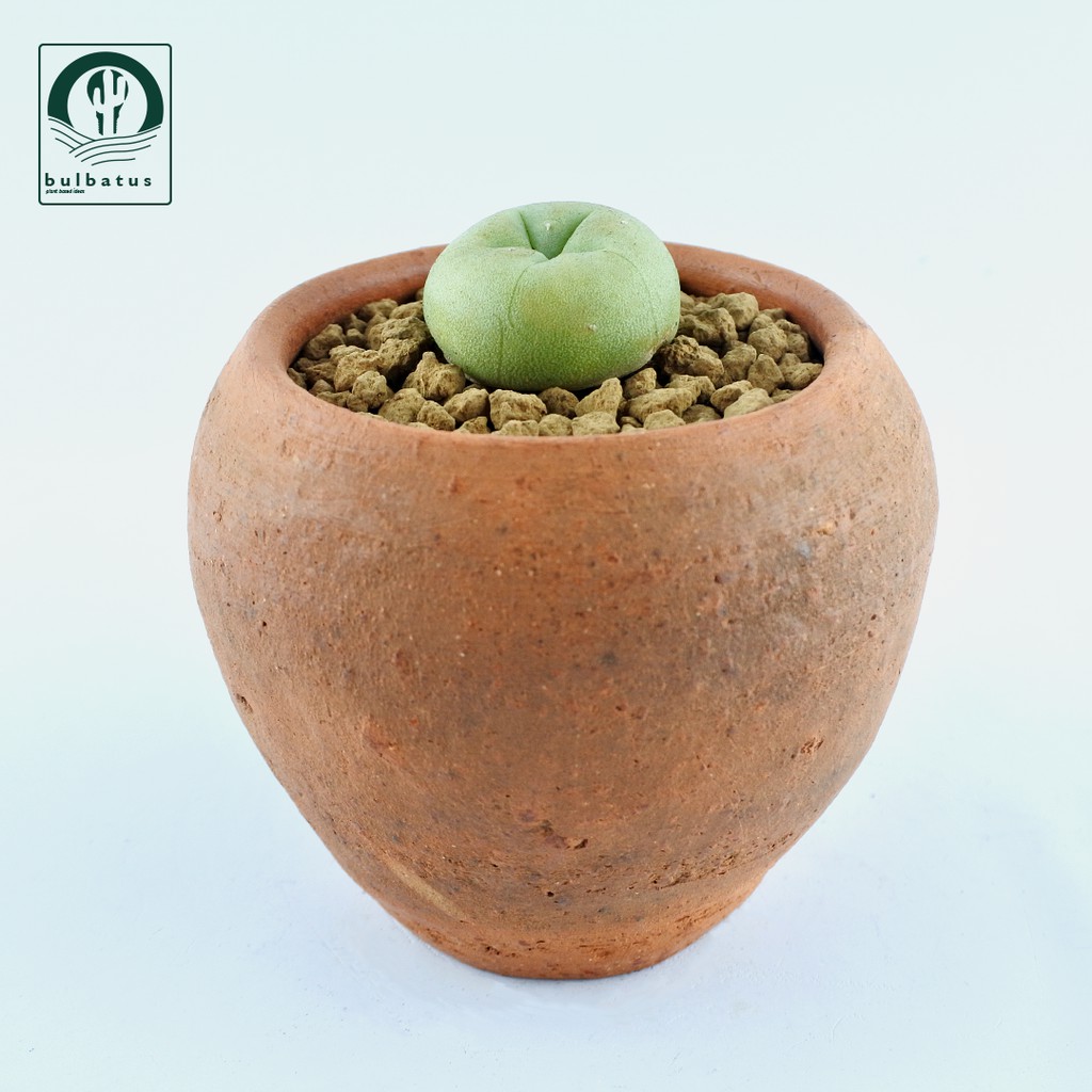 Sukulen Lophophora williamsi