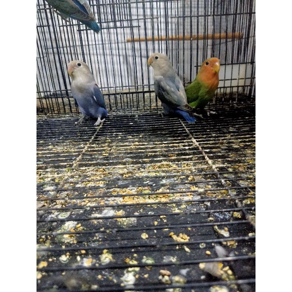 burung lovebird/LB/lakbet nonklep/NK/salem siapan/dewasa
