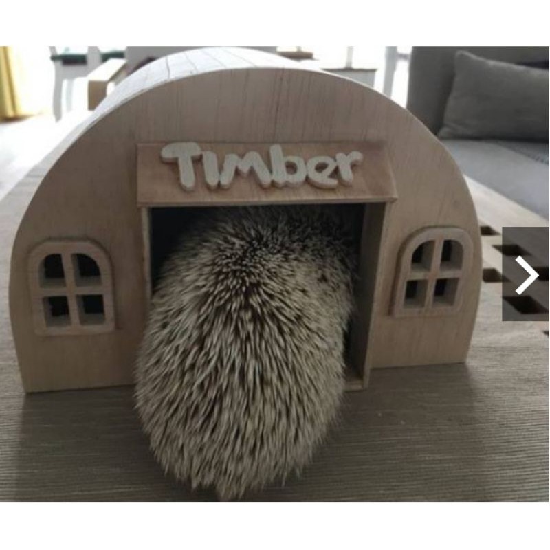 Rumah-rumahan landak mini