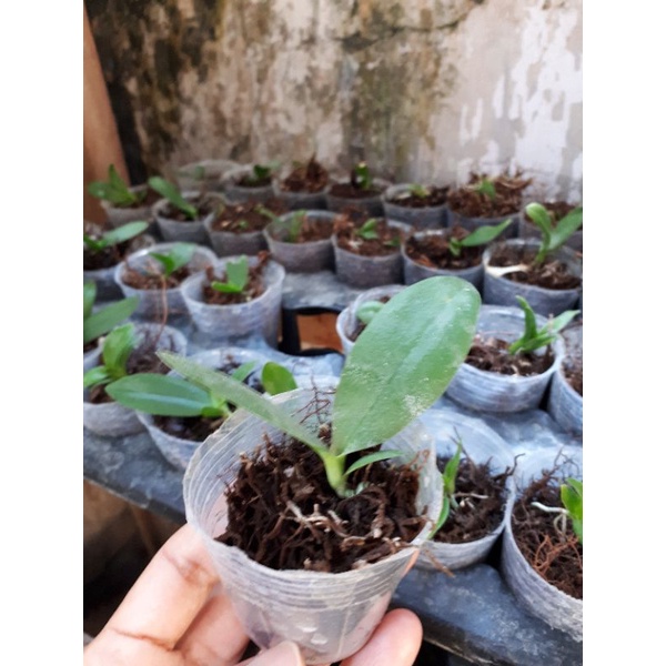 seedling anggrek bulan taiwan