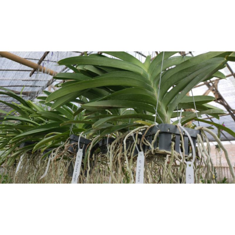 Anggrek Vanda Dewasa / Tanaman Hias / Bunga Anggrek / Vanda / Anggrek gantung