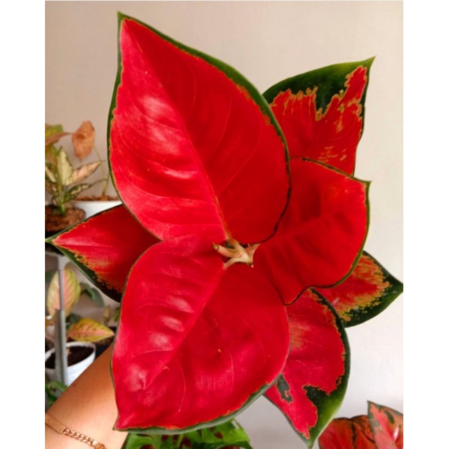 Tanaman Hias Aglonema Suksom Full Merah / Bunga Aglonema Suksom Jaipong Remaja