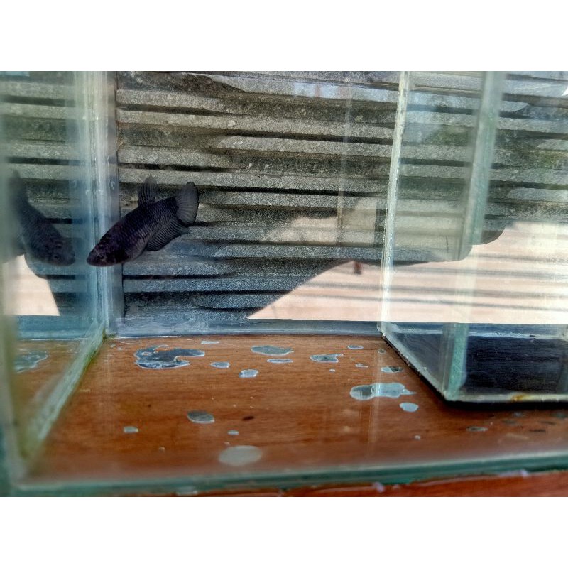 ikan cupang black avatar female full egg