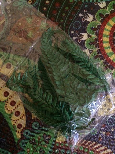 Daun Pakis Kering Warna Hijau