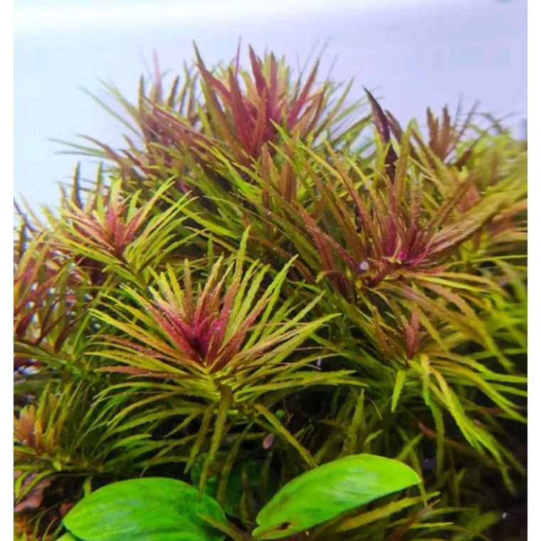 Limnophila aromatica tanaman aquascape