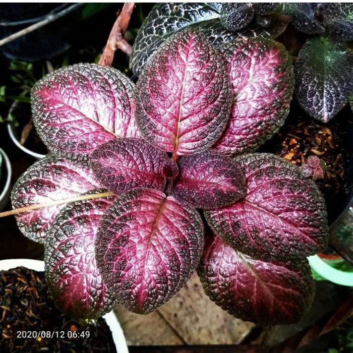 Tanaman hias gantung episcia ungu