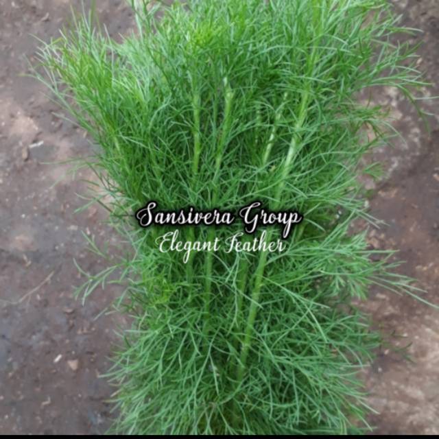 Tanaman Pagar Elegant Feather Dill Daun Adas Hutan Shopee Indonesia