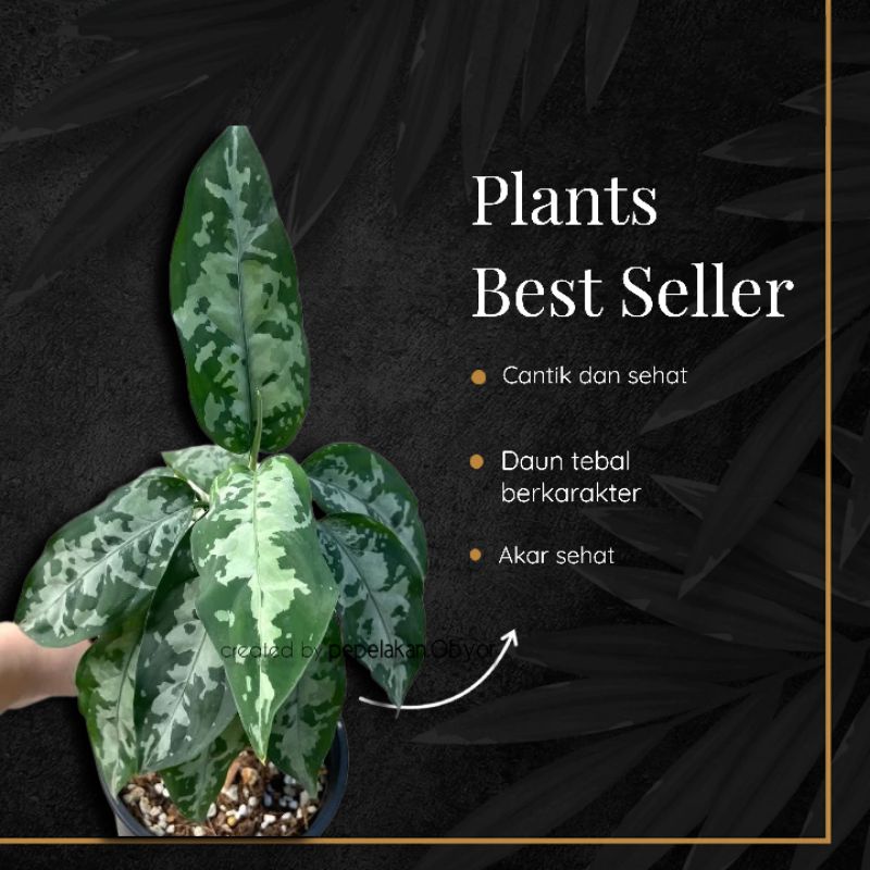 Aglonema Pictum Bi-color / Aglonema langka koleksi / Aglaonema pictum bicolor sumatra