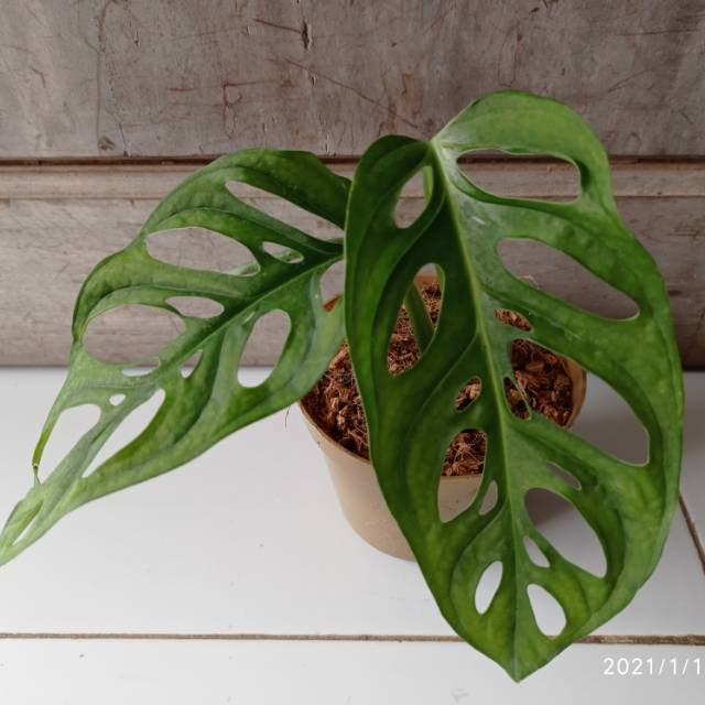SALE tanaman hias monstera accuminata janda bolong daun jumbo