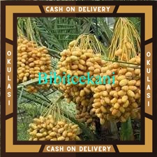 Bibit Buah kurma jantan thailand kl 1 Okulasi Cepat Berbuah