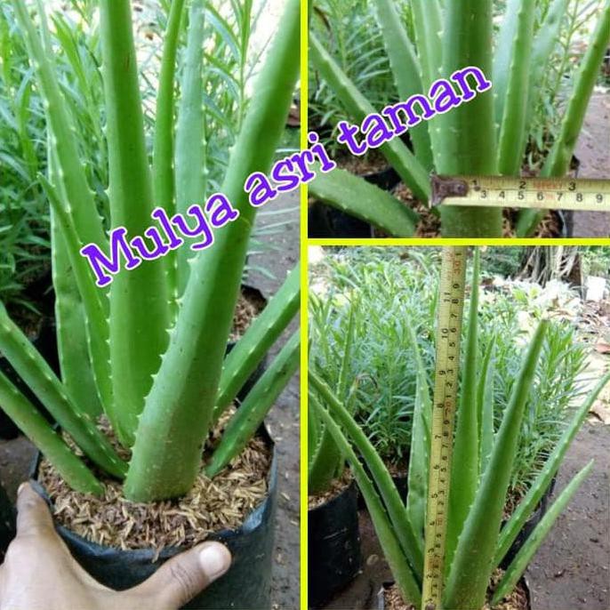 DM” BIBIT TANAMAN LIDAH BUAYA JUMBO/ALOEVERA JUMBO | POHON LIDAH COD