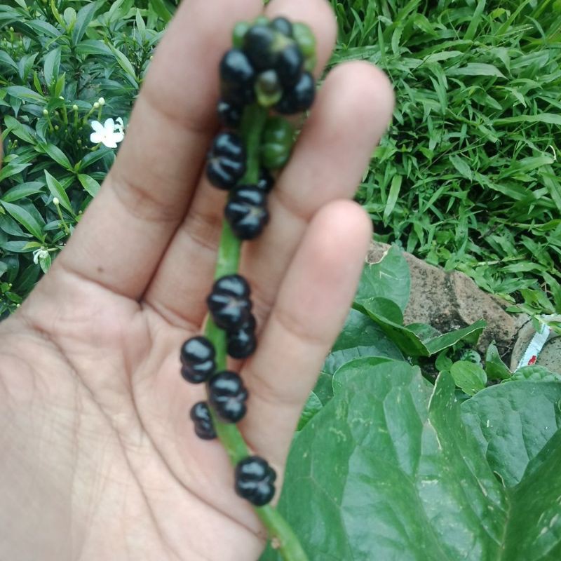 

BUAH ANGKUNG kesehatan
