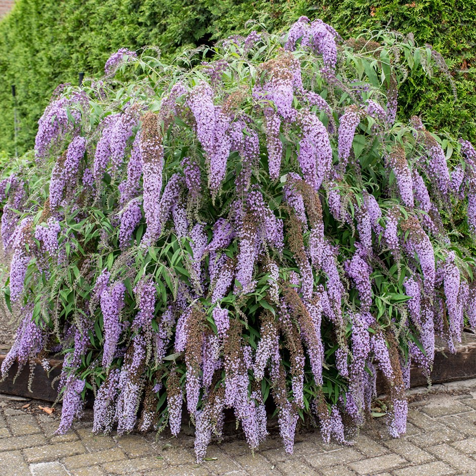 Benih Bibit Biji - Bunga Buddleia Buddleja Butterfly Bush Summer Lilac Mixed Flower Seeds - IMPORT