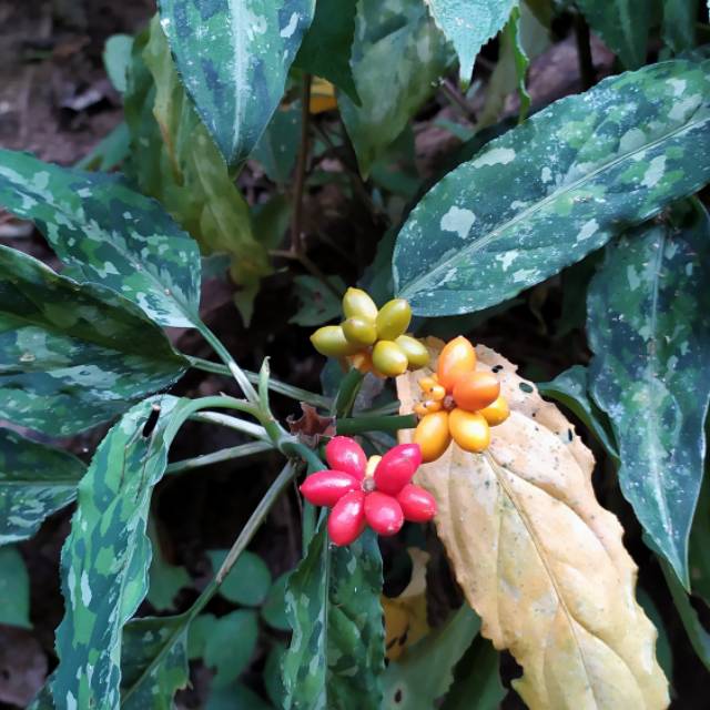 Biji Tanaman Aglonema Plant Reference