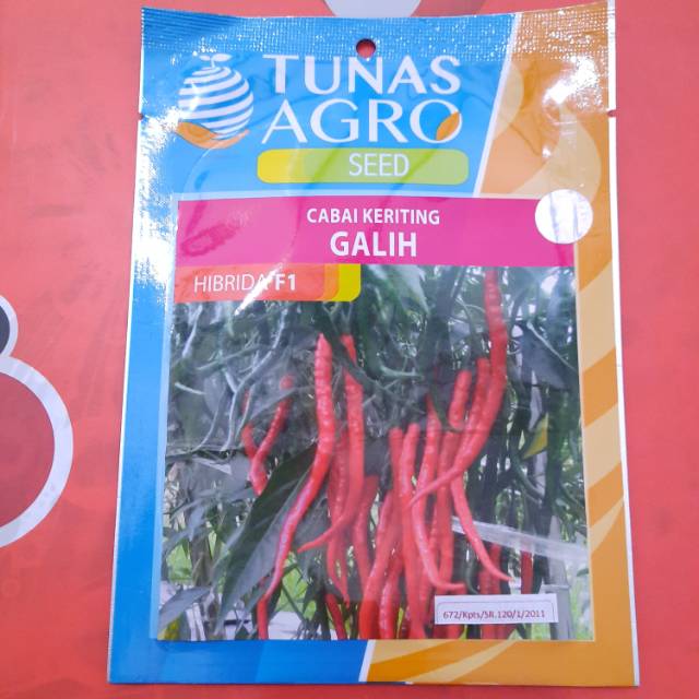 Benih cabe keriting galih