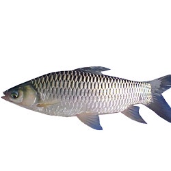 

Ikan Jelawat