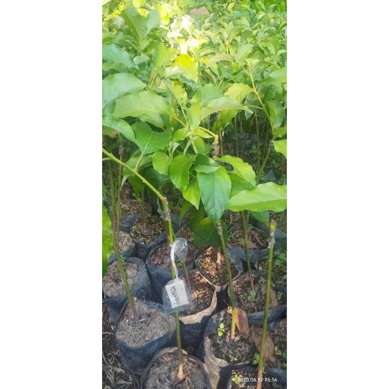

Termurah Berkuwalitas Promo Alpokat Mentega(Cepat Berbuah) Termurah Bisa Di Banyar Ditempat Atau Cod