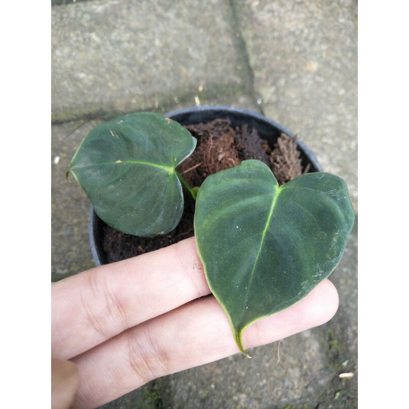 Philodendron Lupinum