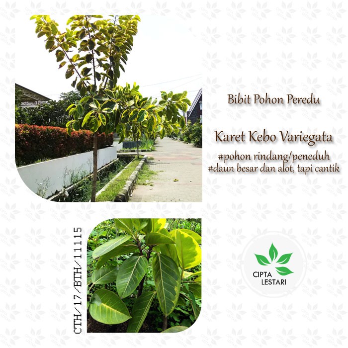 Bibit Pohon Karet Kebo Varigata Kuning Peredu Beringin Ficus Elastica Variegata