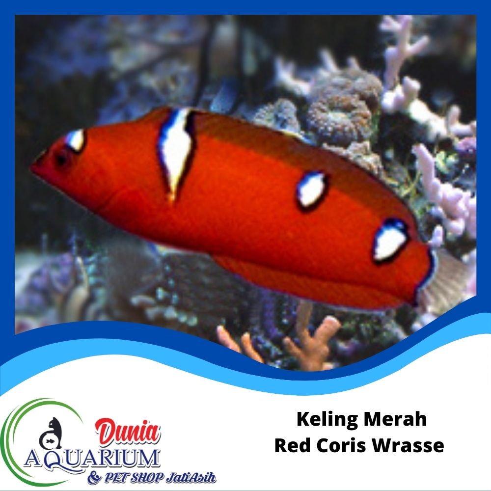 Jual Ikan Hias Keling Merah Red Wrasse Aquarium Akuarium Laut Marine ...