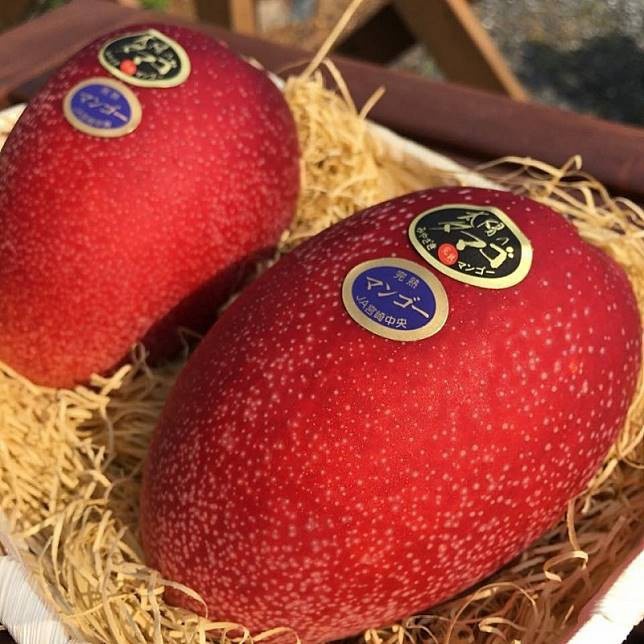 Bibit mangga miyazaki asli