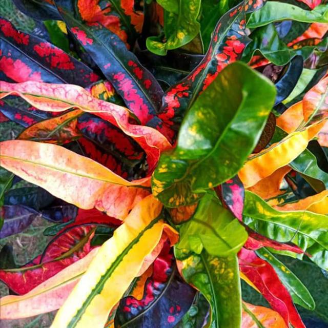 Bibit tanaman hias puring cakwe - puring cakwe - pohon puring - bibit puring cakwe